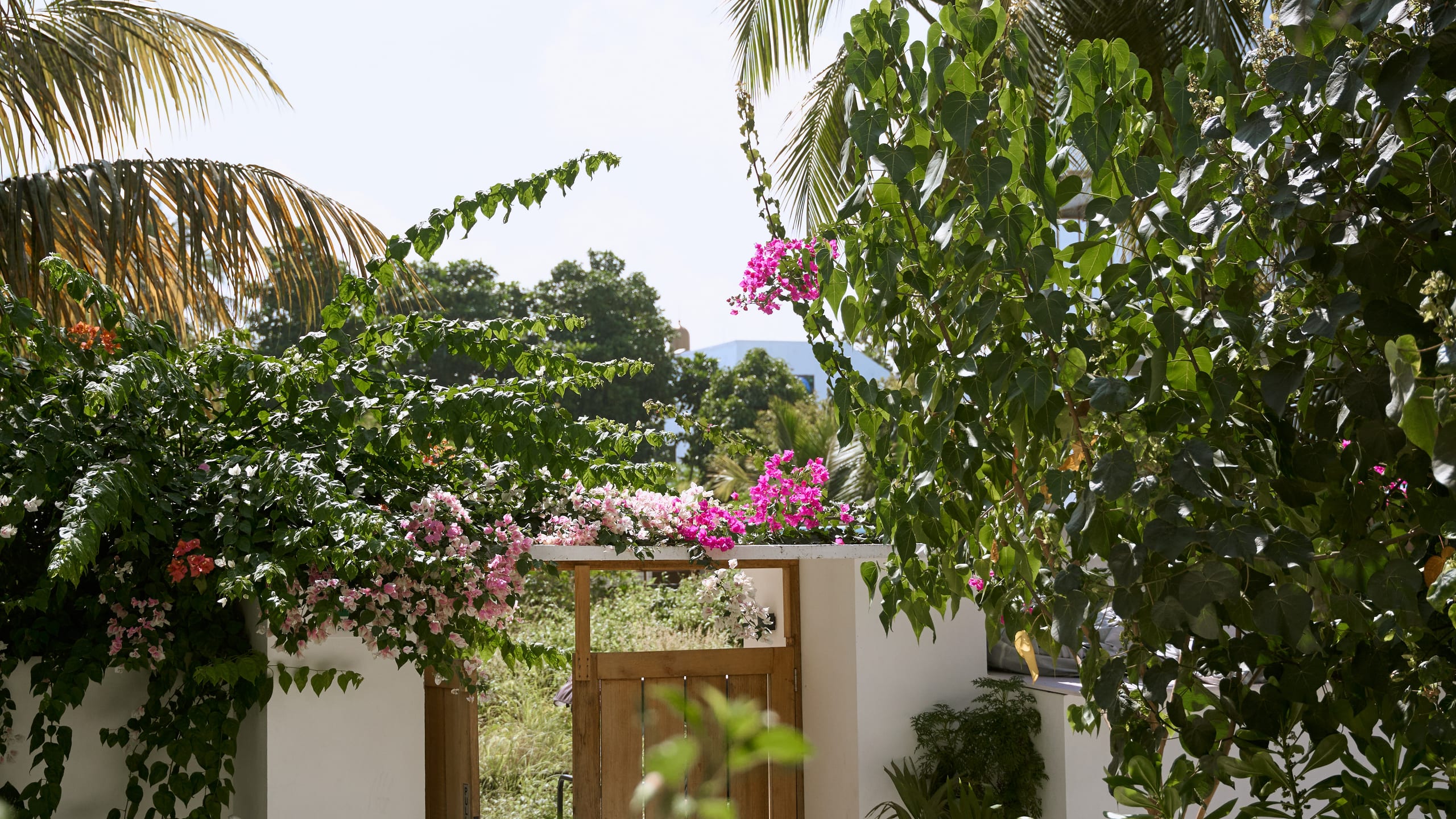 The garden gate beneath the bougainvillea